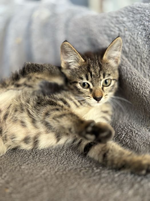 подрощенная кошечка в добрые руки