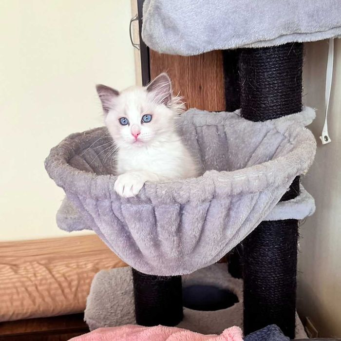 Рагдол котенца на 3 м. търсят своите нови семейства. Ragdoll kittens.
