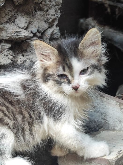 Отдам котят в хорошие руки.