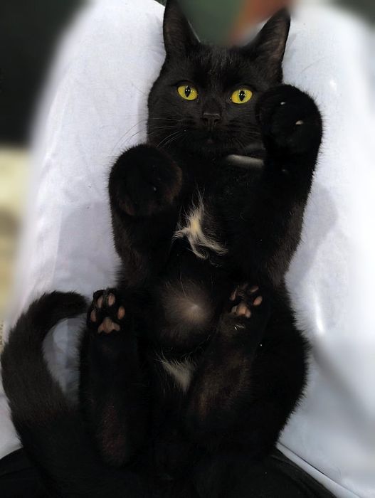 Котенок мальчик в добрые руки!