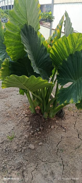 Kotta bargli tabiiy gullar bor hona sharoitida parvarishlash mumkin