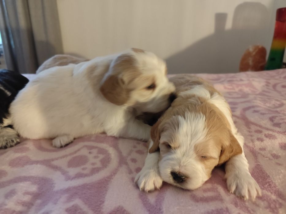 Продавам малки кученца еспаньол бретон шпаньол 150лв