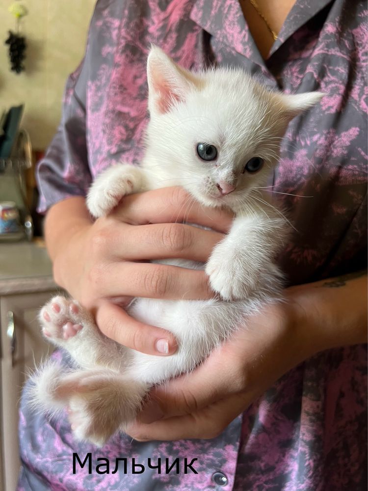 Персидские котята
