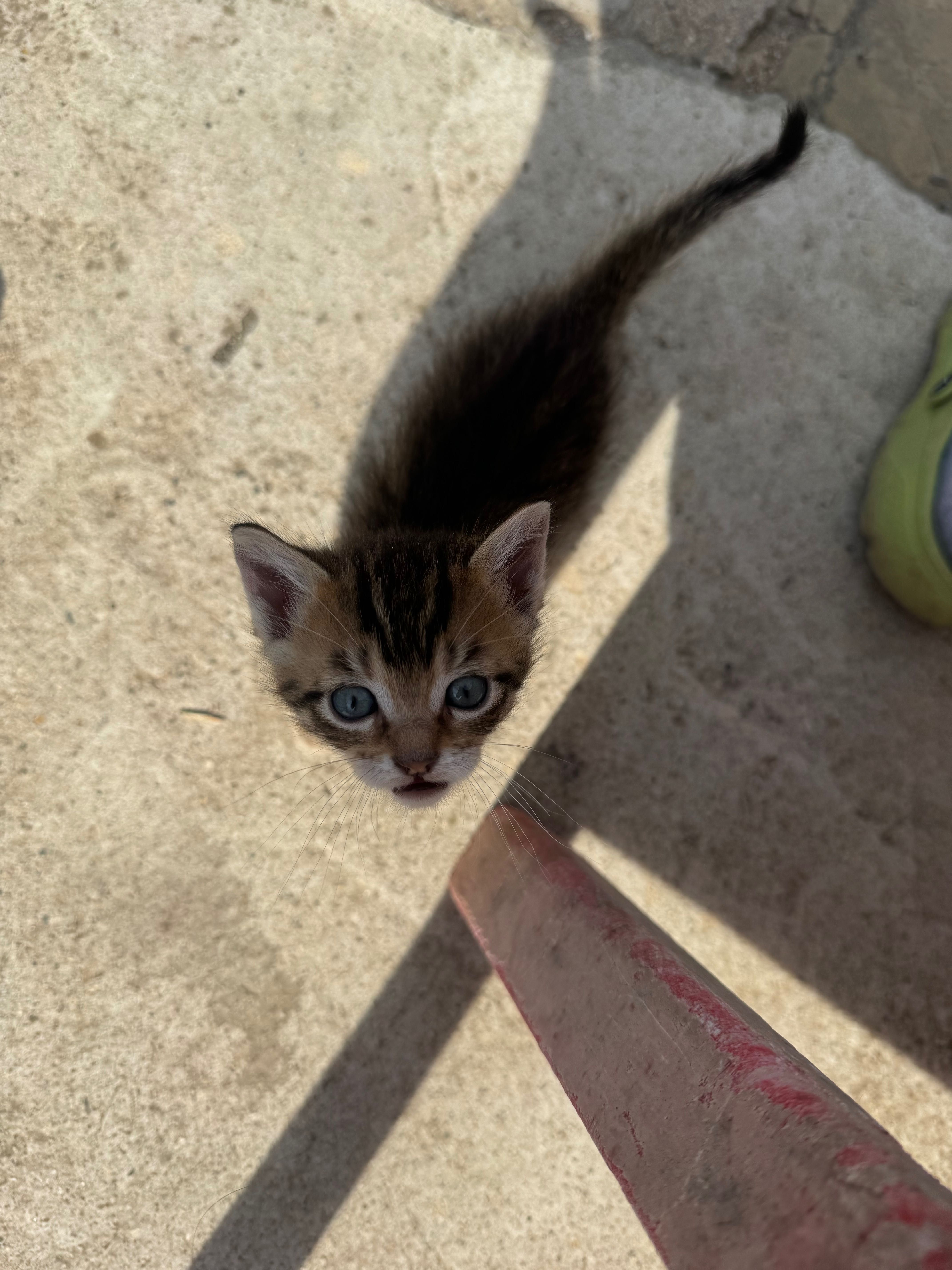 Котенца на два месеца.