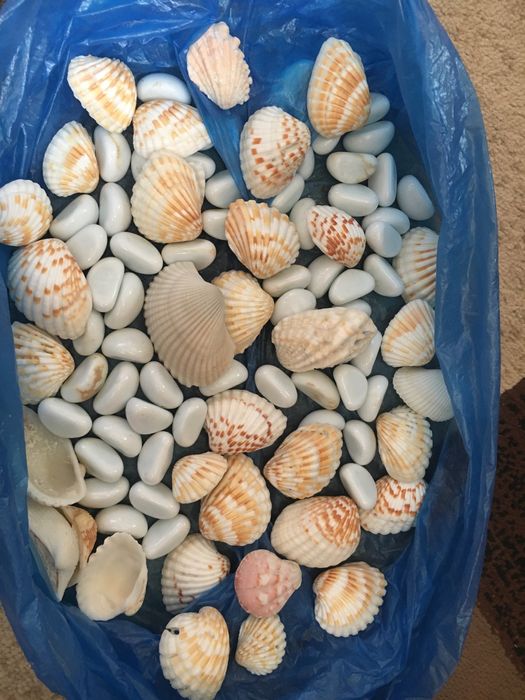 Продаются ракушки для аквариума