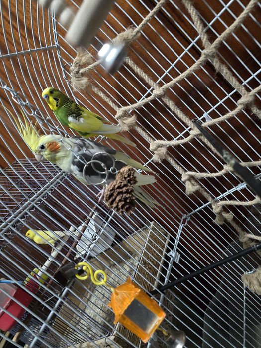 Nimfa blândă crescuta la seringa