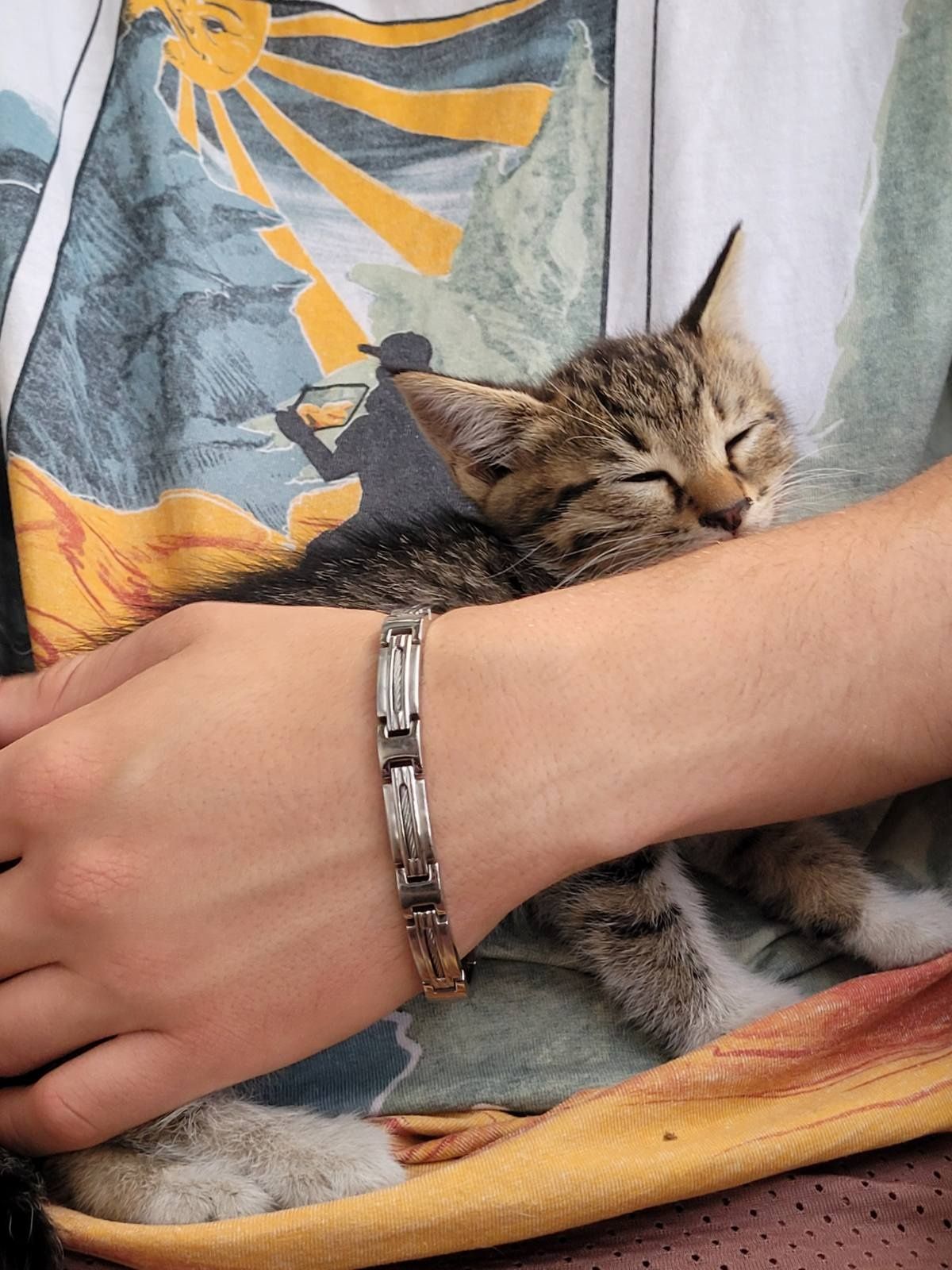 Малко коте  Подарявам