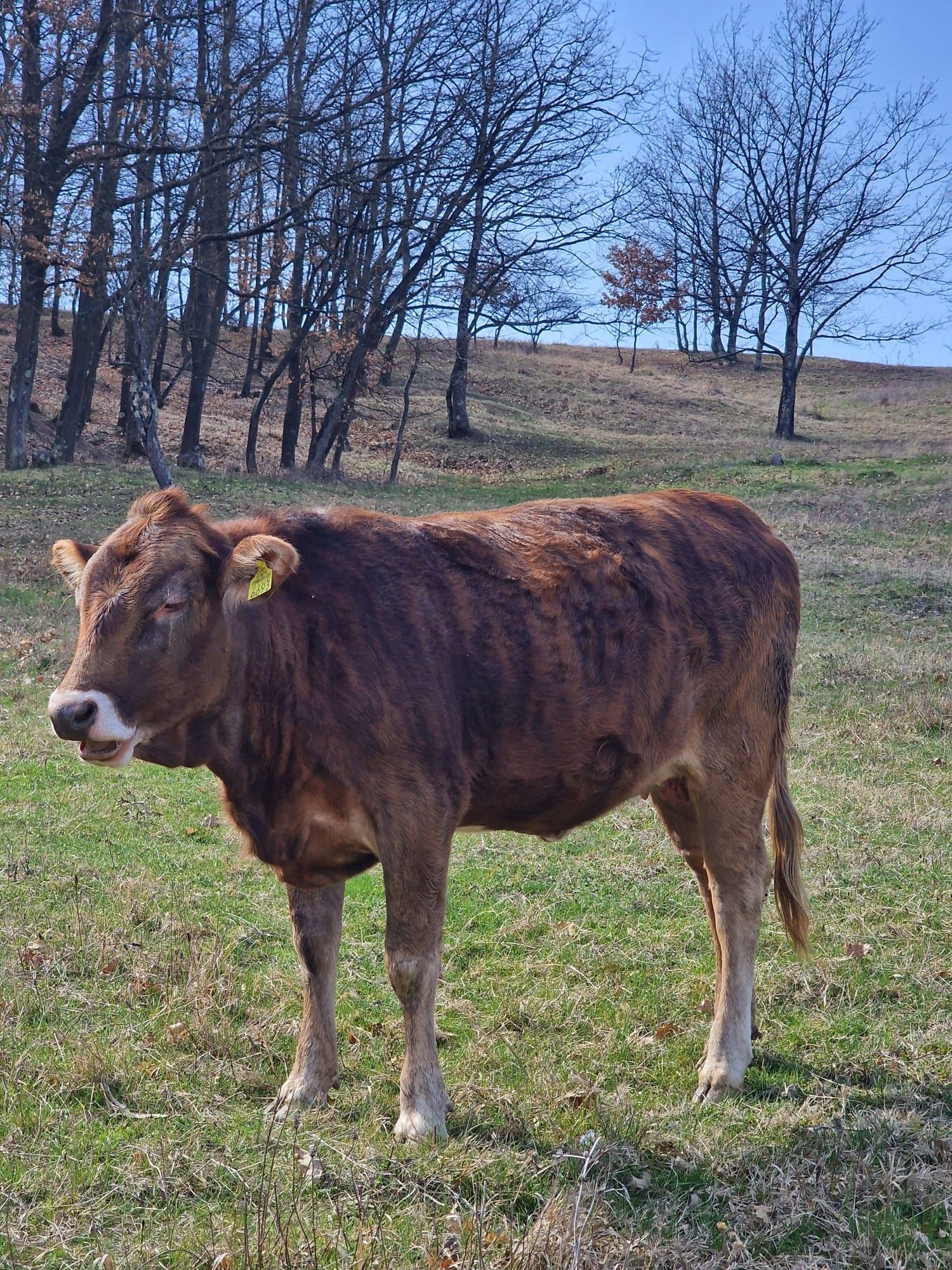 Vând VIȚEA de un an