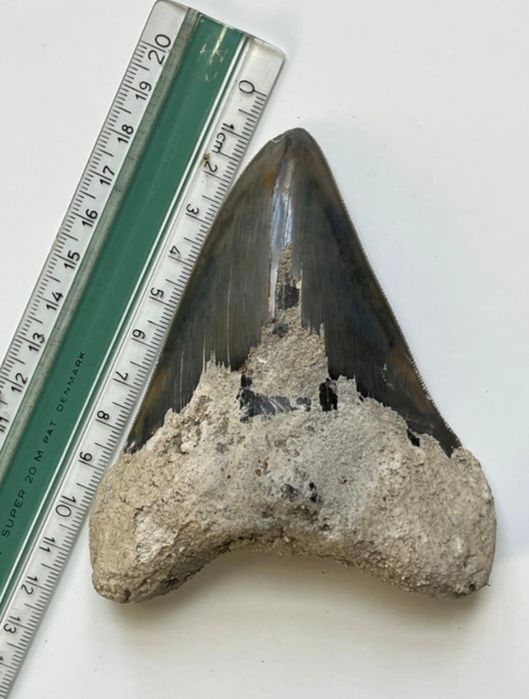 Superb dinte Megalodon autentic fosilizat