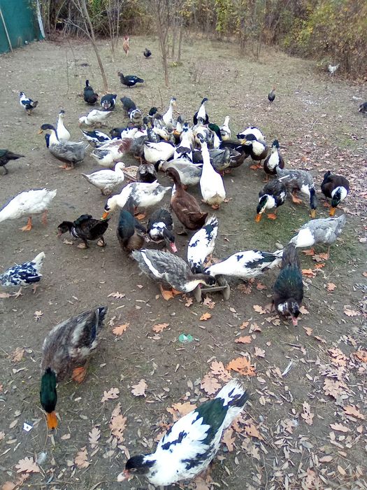 Rațe leșești și rățoi românești Prahova