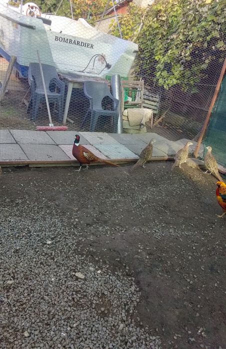 Vând fazanii argintii, auriu pe roșu și comuni