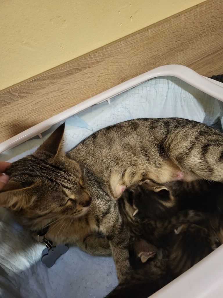 5 котенца си търсят дом!