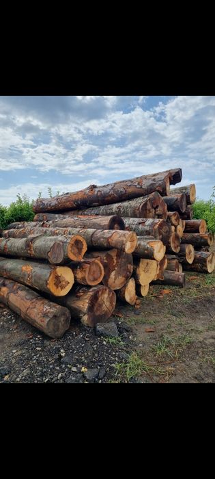 Lemne de foc  deseuri laturoaie rasinoase paleti mari bustean fag