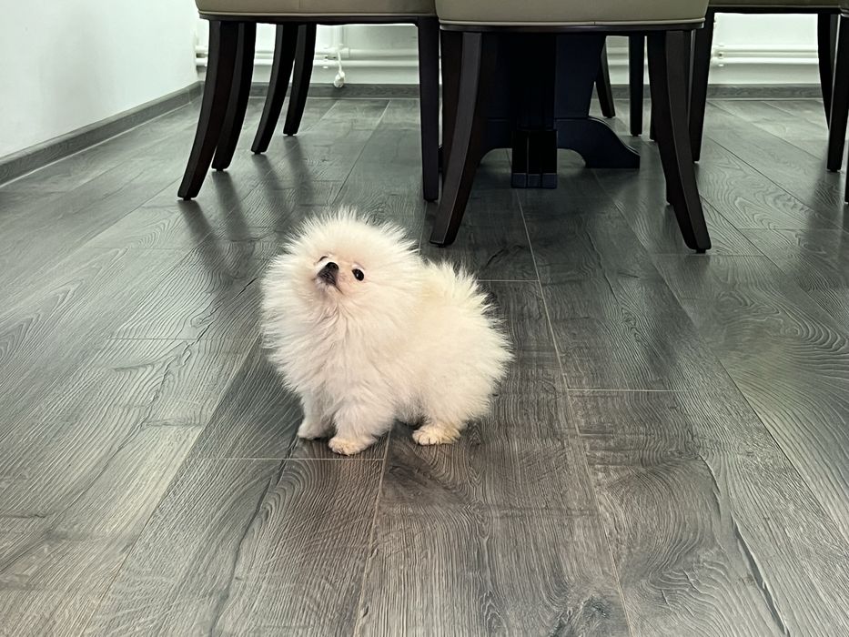 Fetita Pomeranian