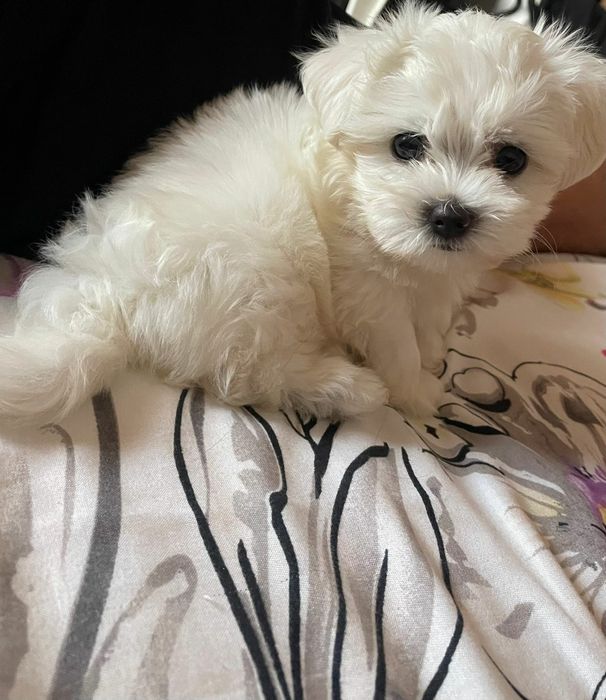 Bichon maltez!Cautam familii iubitoare!