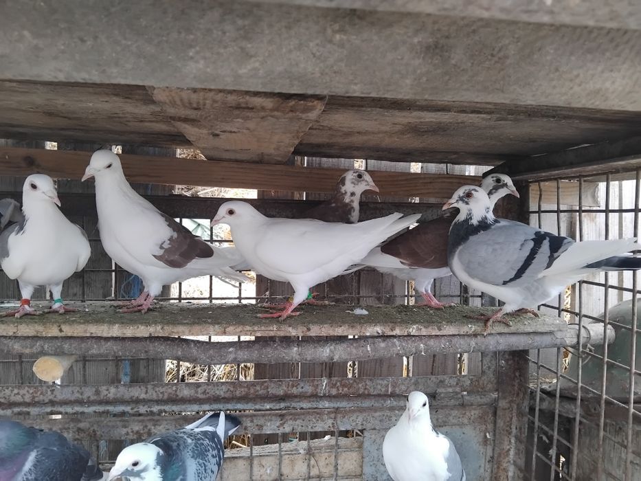 Porumbei voiajori frumoși