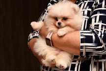 Femla Pomeranian boo