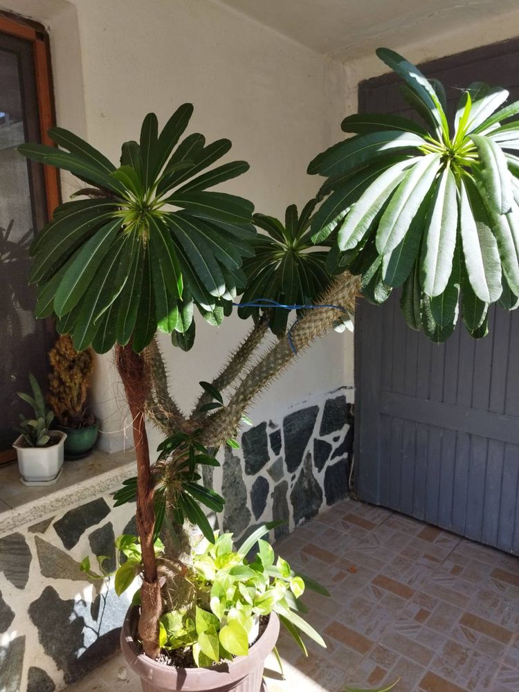 Мадагаскарска палма