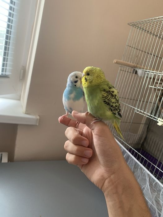 Подарявам вълнисти папагалчета