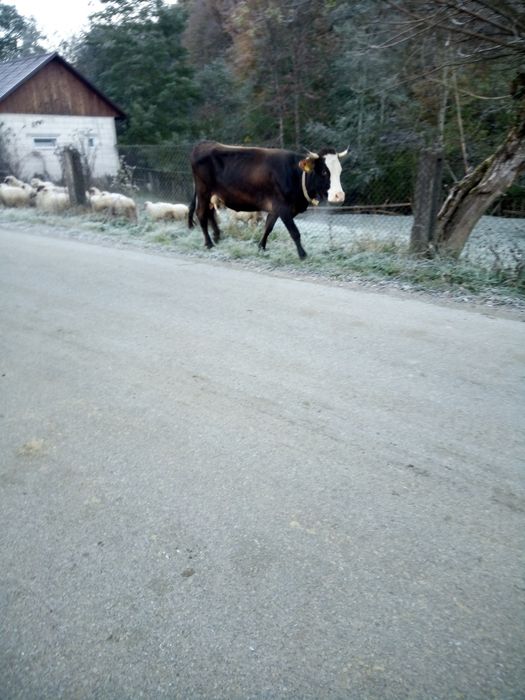 Vacă de vînzare mai multe detalii la telefon