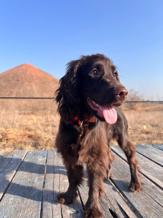 Щенок спаниеля ..