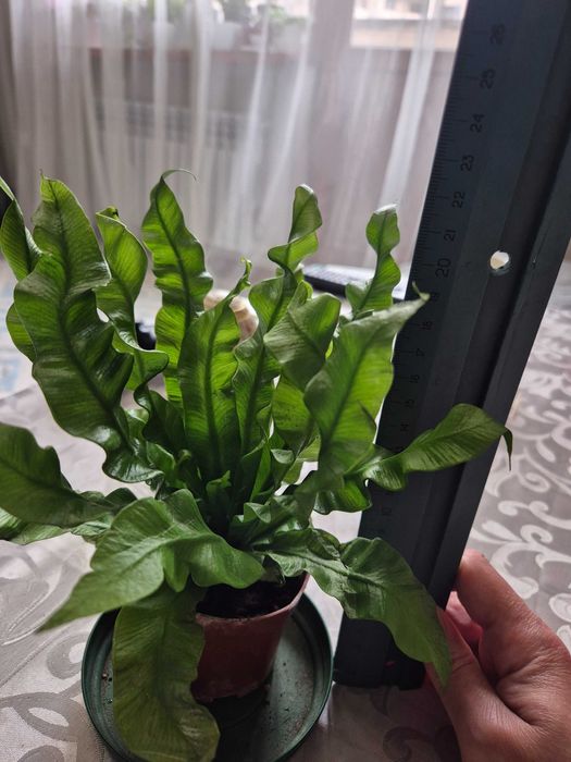 Папоротник асплениум