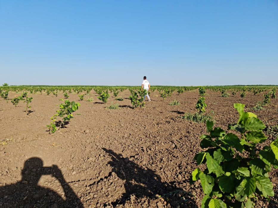 Infiintare plantatie mecanizat, plantatie  gps , infiintare livada