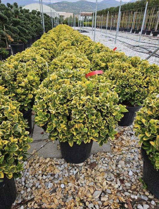 Tuia smarald , leylandi diferite speci ornamentale la un pret acesibil