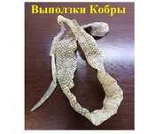 Выползки змеиные Кобра (шкуры, кожа)
