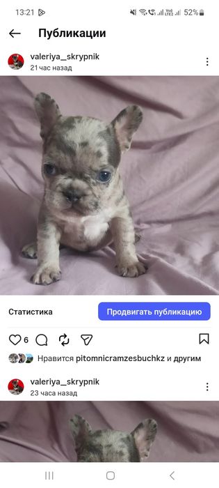 Шикарный мальчик Французского бульдога