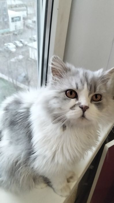 Отдадим в добрые руки кошечку порода Персидская шиншилла
