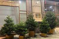 Живые елки в горшках в Алматы для дома живая елка новогодняя