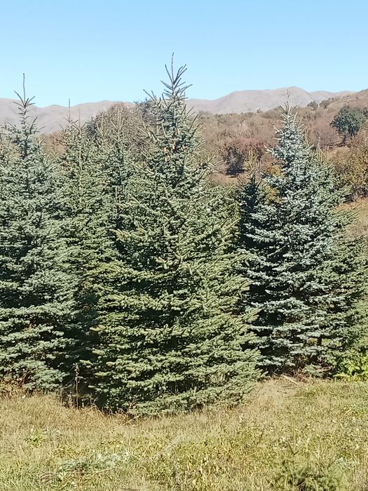 Ёлки голубые сизые