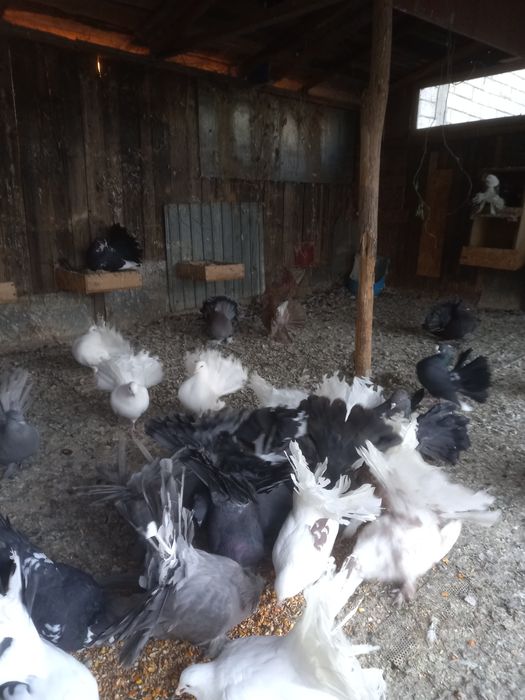 Vind porumbei jucători