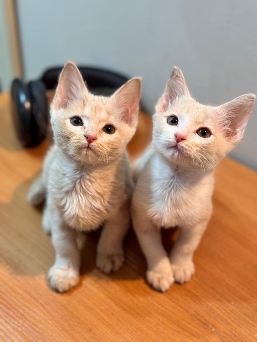 Ласковые котята ищут дом