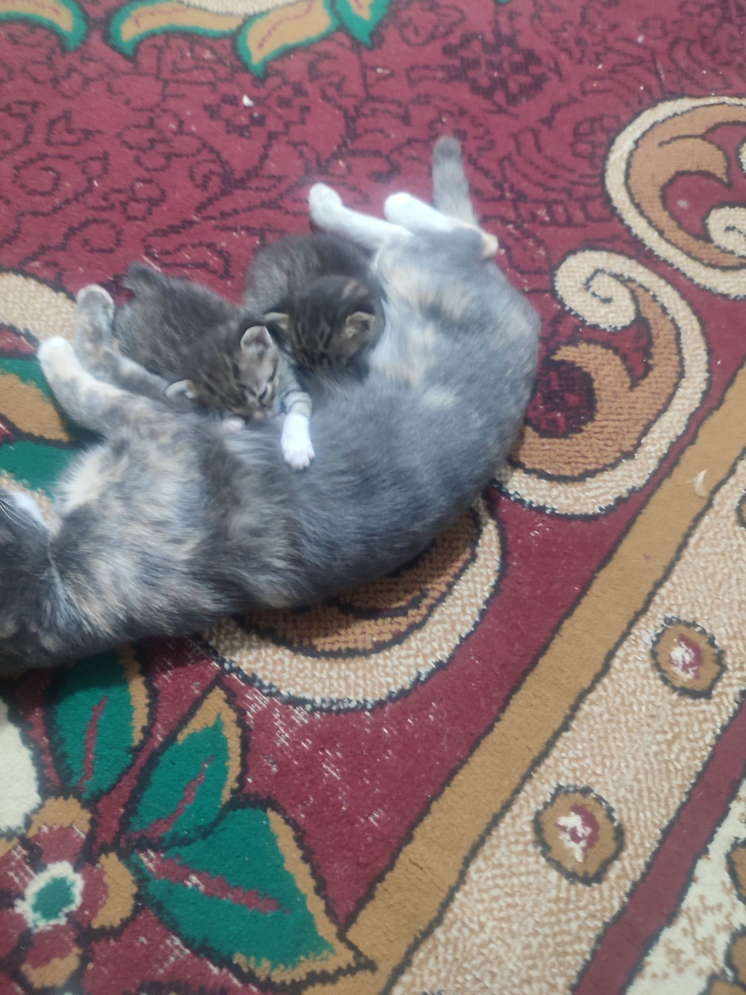 Mushukdi farqiga bormimiz