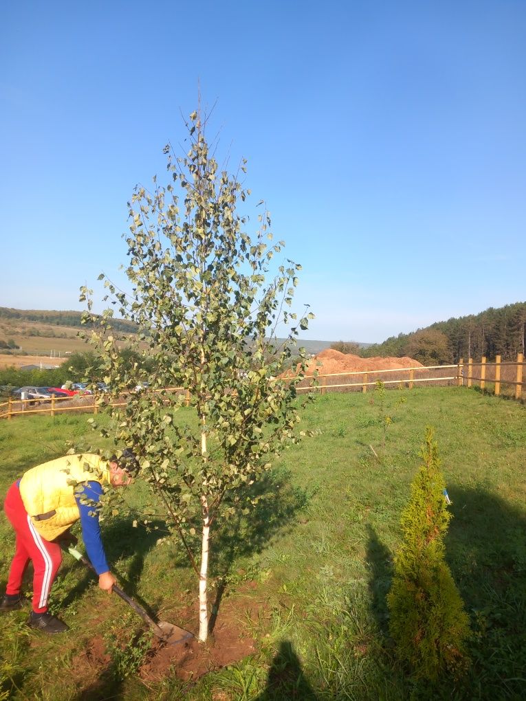 Vind tuia-thuja/pin/mesteacăn