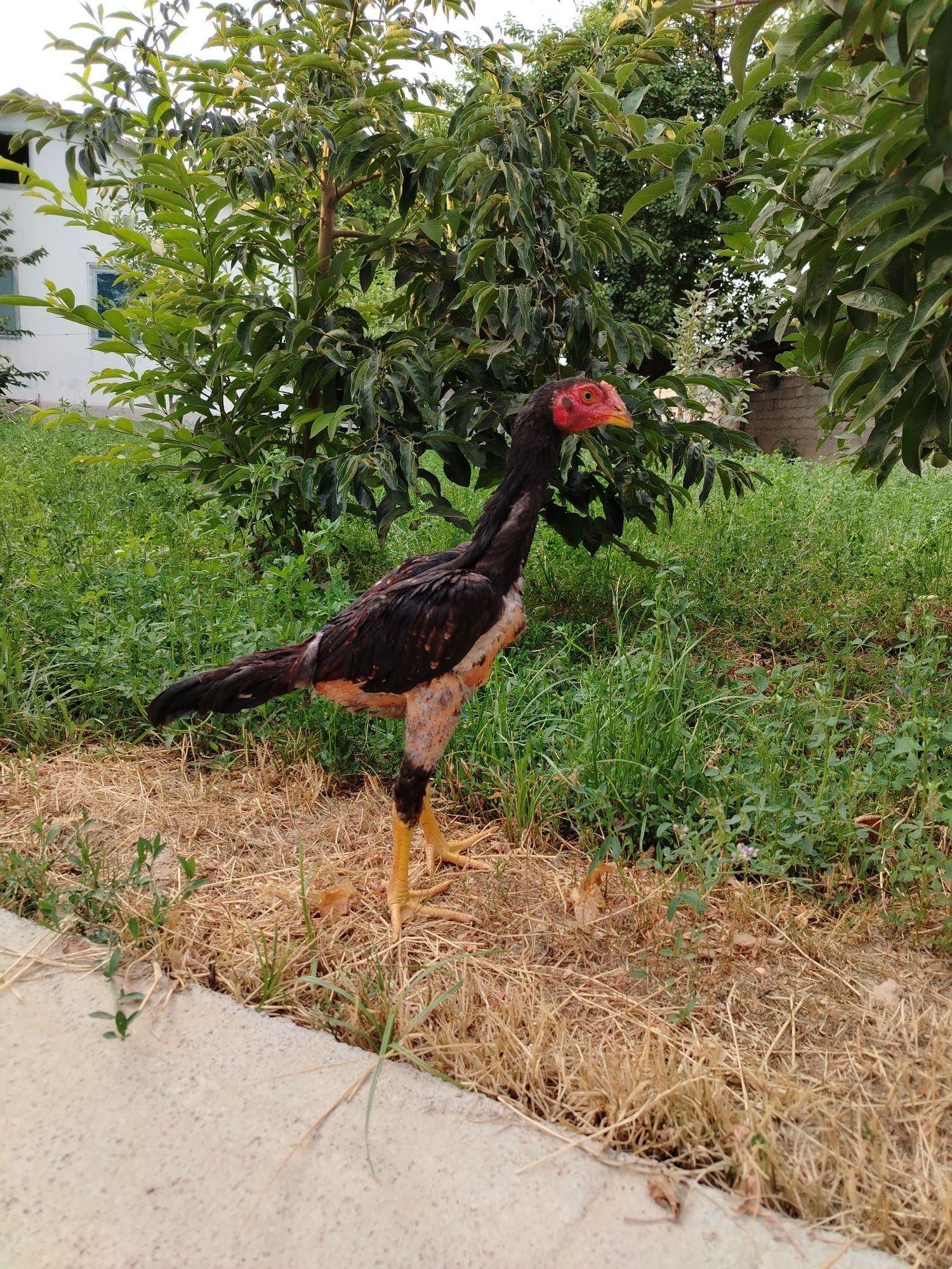 Dakan jo'ja sotiladi