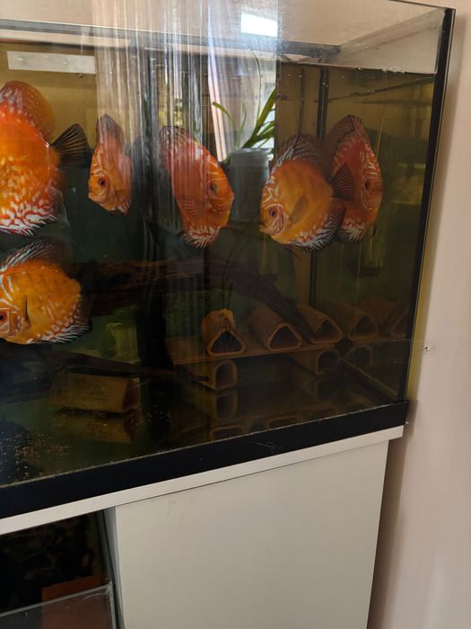 Pesti Discus 8-14cm