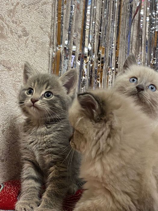 Отдам бесплатно котят
