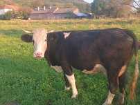 Vaca de vânzare a doua fătare