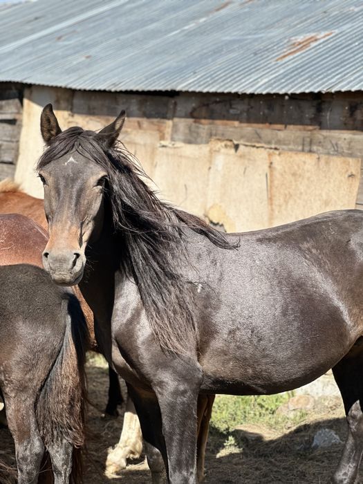 Семіз ту бие сатылады