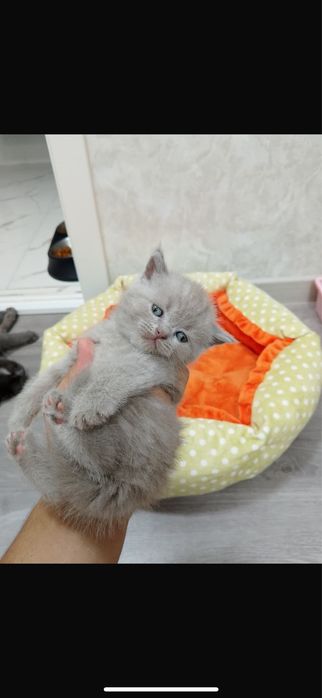 Котята Скотиш Страйт
