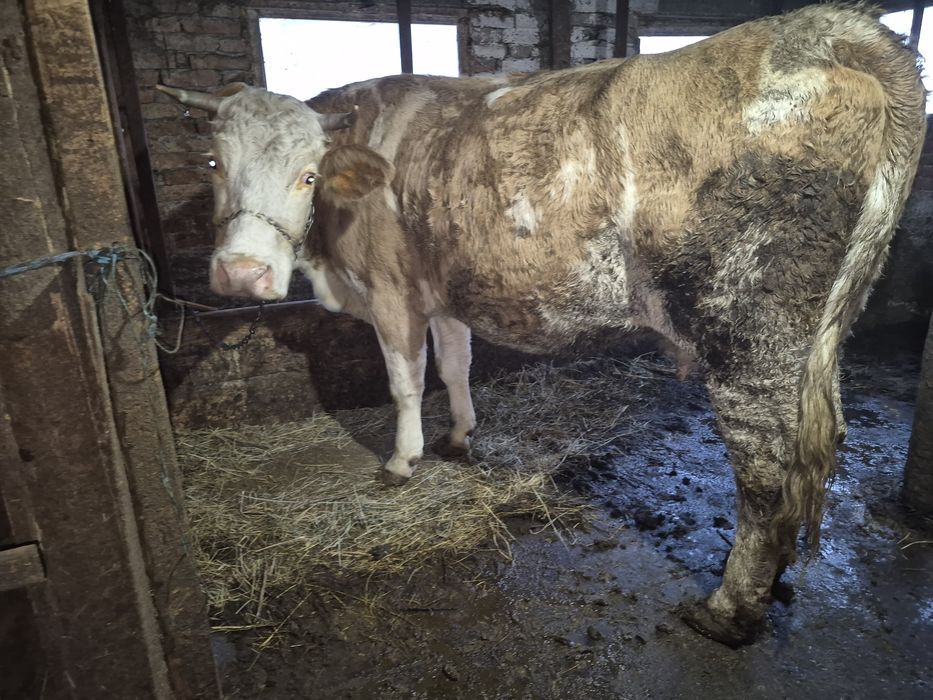 Vând vacă Bălțata Românească