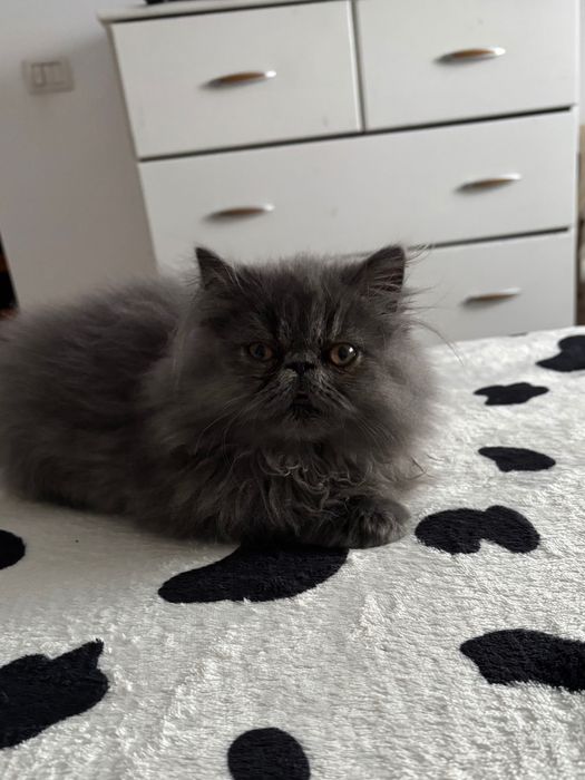 Motănel persan în vârstă de 3 luni jumătate