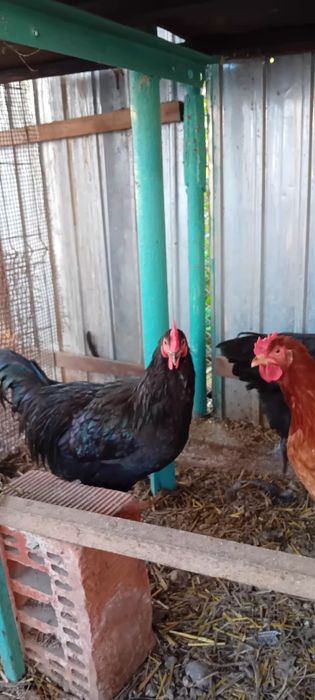 Cocosi austrolop si cocosi frezati