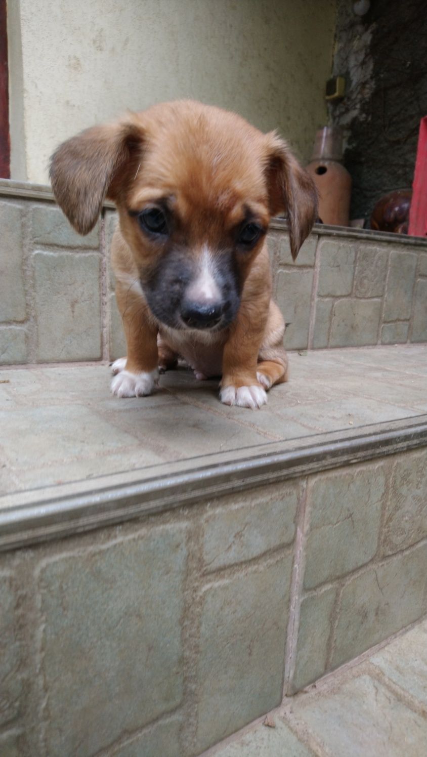 Oferim spre adopție cățel mascul 7 săptămâni