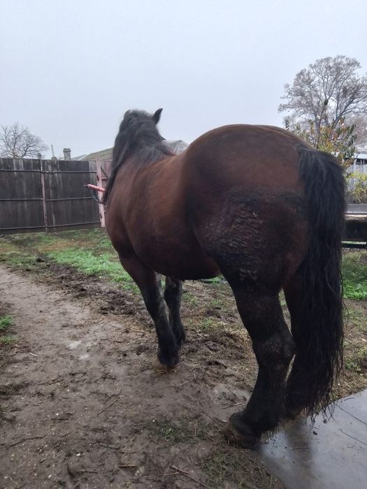 Vând cal Semi-greu romanesc 7 ani semigreu castrat