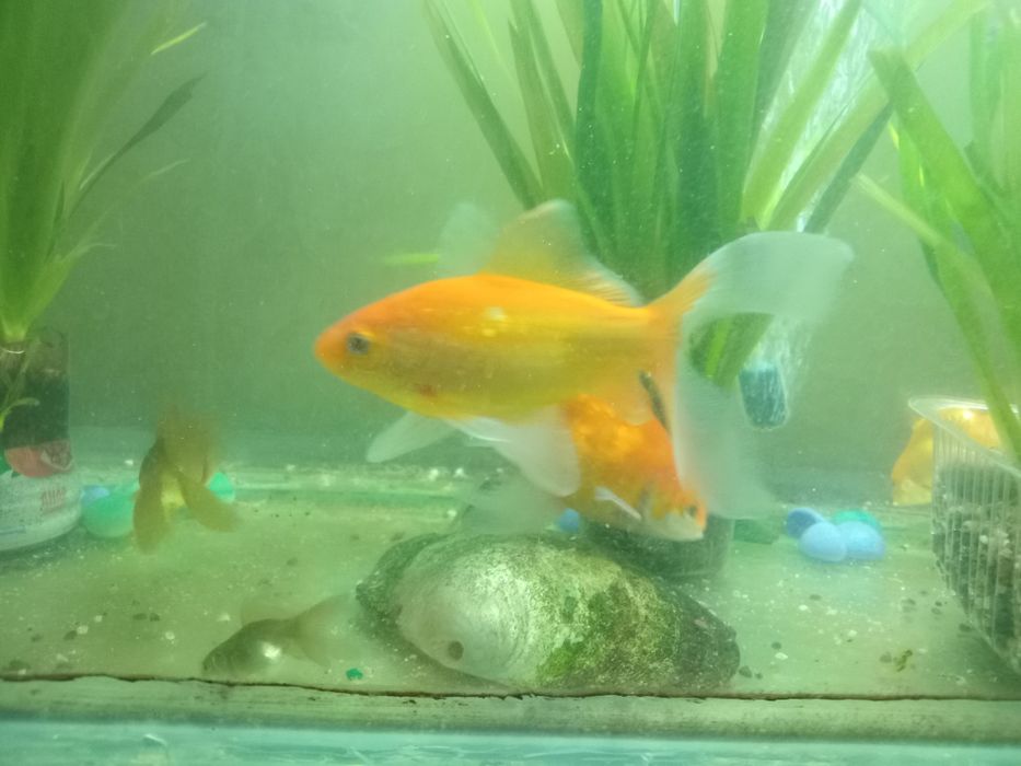 Аквариум балықтары сатылады