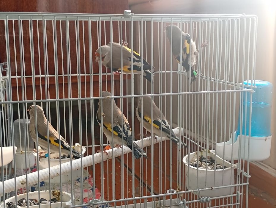 Sa'va norchi sotiladi!